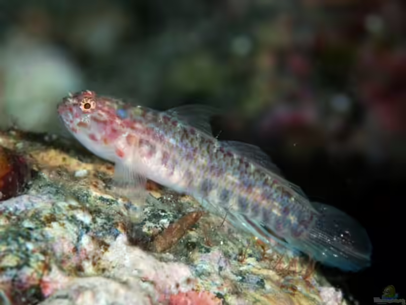 Eviota masudai im Aquarium halten (Einrichtungsbeispiele für Eviota masudai) Eviota masudai im Aquarium halten (Einrichtungsbeispiele für Eviota masudai)