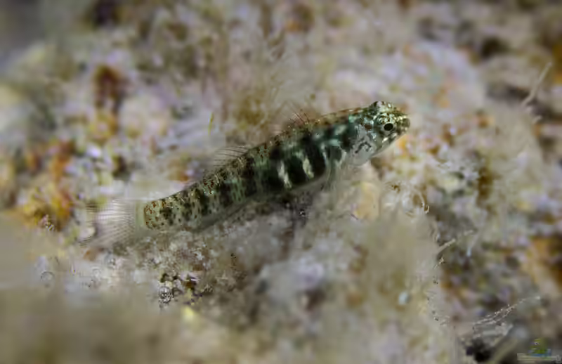 Eviota prasina im Aquarium halten (Einrichtungsbeispiele für Eviota prasina) Eviota prasina im Aquarium halten (Einrichtungsbeispiele für Eviota prasina)