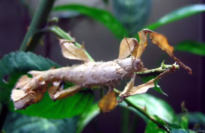 Extatosoma tiaratum im Terrarium halten (Einrichtungsbeispiele für Australische Gespenstschrecke) Extatosoma tiaratum im Terrarium halten (Einrichtungsbeispiele für Australische Gespenstschrecke)
