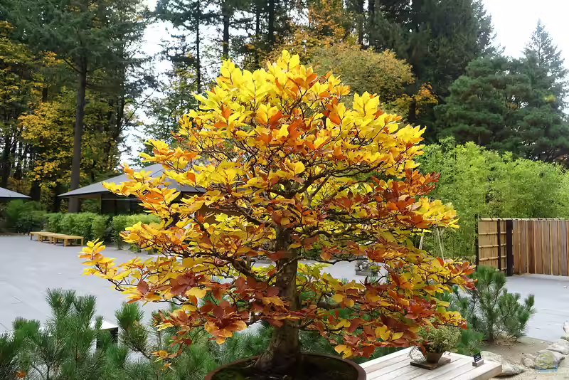 Fagus sylvatica im Garten pflanzen (Einrichtungsbeispiele mit Rotbuche) Fagus sylvatica im Garten pflanzen (Einrichtungsbeispiele mit Rotbuche)