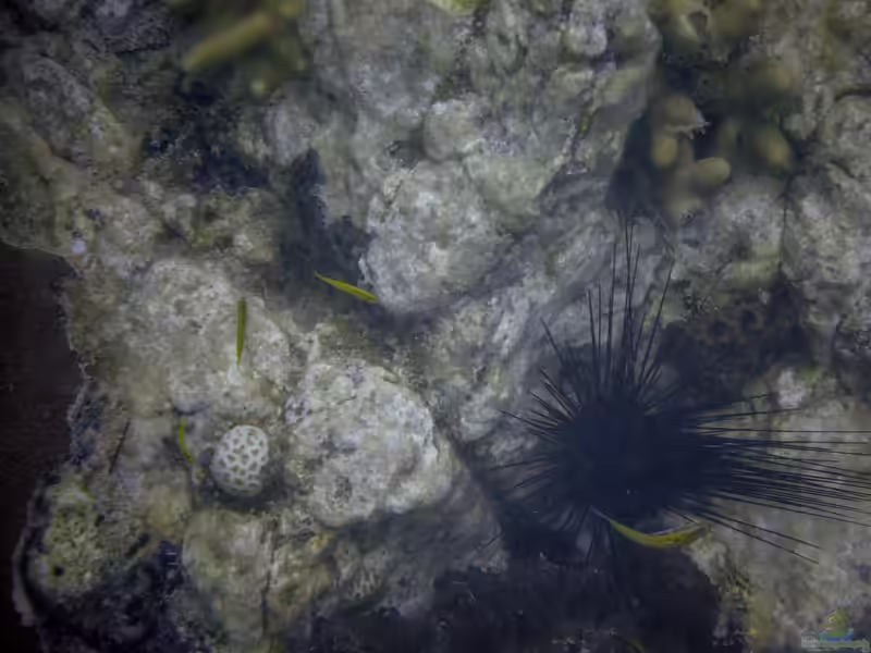 Favia fragum im Aquarium halten (Einrichtungsbeispiele für Kleine Sternkoralle)