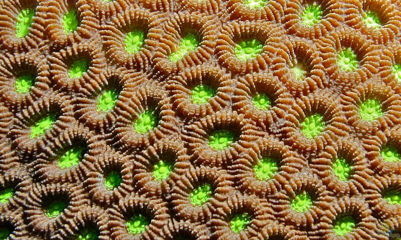Favites abdita im Aquarium halten (Einrichtungsbeispiele für Großpolypige Steinkoralle) Favites abdita im Aquarium halten (Einrichtungsbeispiele für Großpolypige Steinkoralle)