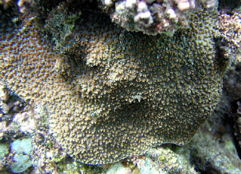 Favites russelli im Aquarium halten (Einrichtungsbeispiele für Großpolypige Steinkoralle) Favites russelli im Aquarium halten (Einrichtungsbeispiele für Großpolypige Steinkoralle)