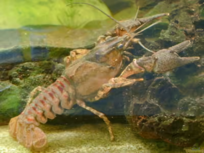 Faxonius limosus im Aquarium halten (Einrichtungsbeispiele für Kamberkrebs) Faxonius limosus im Aquarium halten (Einrichtungsbeispiele für Kamberkrebs)