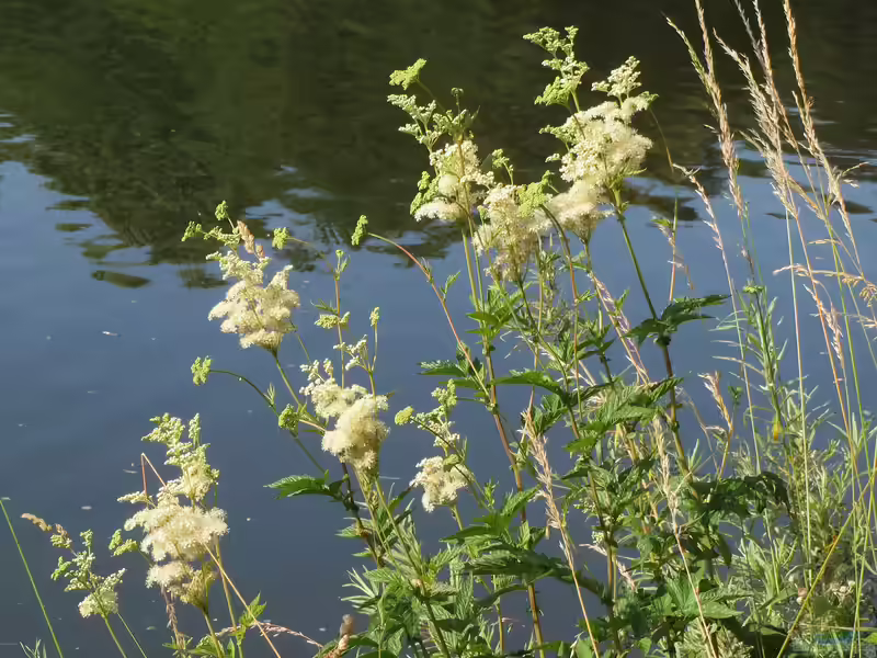 Filipendula ulmaria am Gartenteich pflegen (Einrichtungsbeispiele mit Echte Mädesüß) Filipendula ulmaria am Gartenteich pflegen (Einrichtungsbeispiele mit Echte Mädesüß)