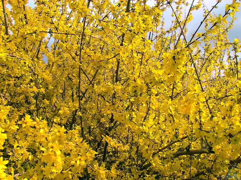 Forsythia europaea im Garten pflanzen (Einrichtungsbeispiele mit Europäische Forsythie) Forsythia europaea im Garten pflanzen (Einrichtungsbeispiele mit Europäische Forsythie)