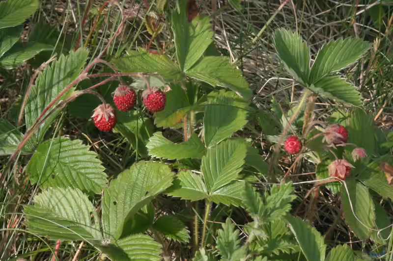 Erdbeeren im Garten pflanzen (Einrichtungsbeispiele mit Fragaria-Arten) Erdbeeren im Garten pflanzen (Einrichtungsbeispiele mit Fragaria-Arten)