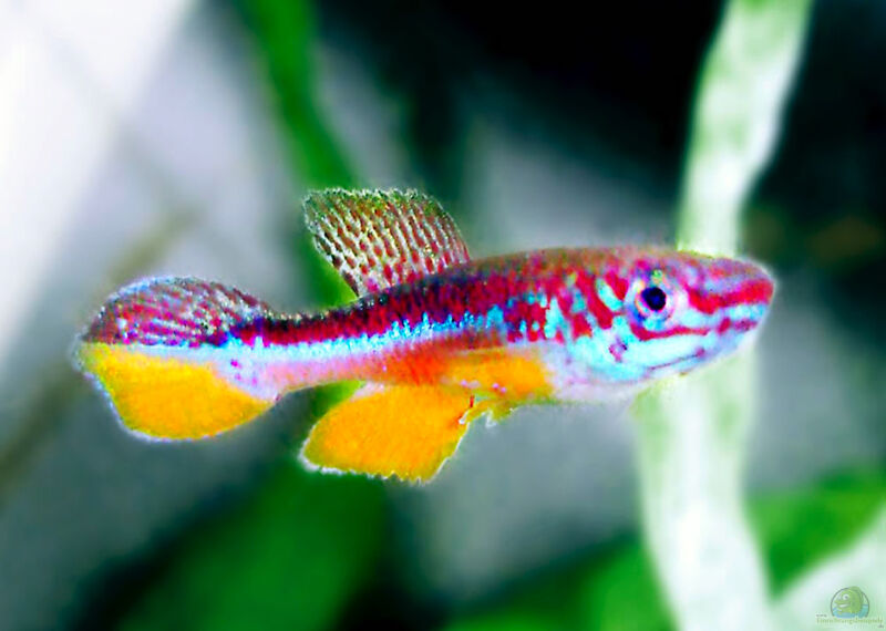 Fundulopanchax avichang im Aquarium halten (Einrichtungsbeispiele für Avichang Prachtkärpflinge) Fundulopanchax avichang im Aquarium halten (Einrichtungsbeispiele für Avichang Prachtkärpflinge)