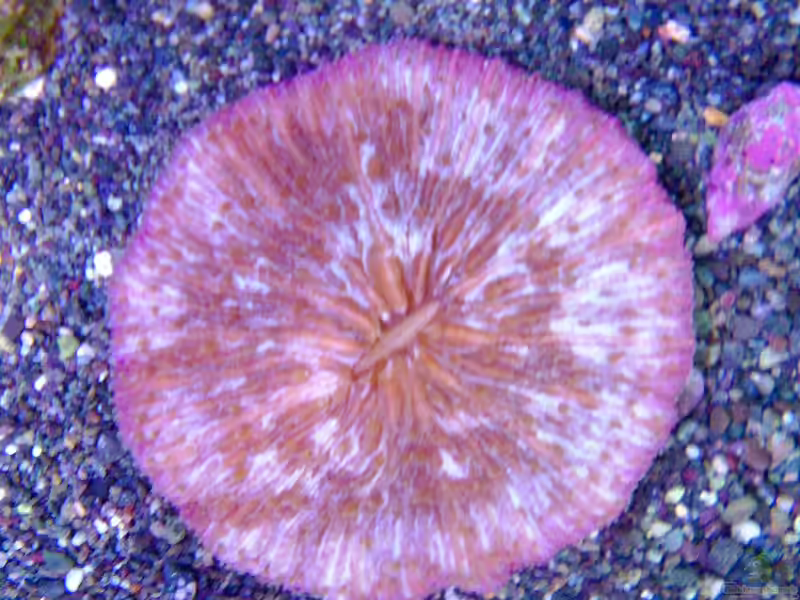 Fungia danai im Aquarium halten (Einrichtungsbeispiele für Plattenkoralle) Fungia danai im Aquarium halten (Einrichtungsbeispiele für Plattenkoralle)