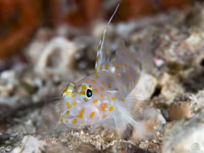 Fusigobius inframaculatus im Aquarium halten (Einrichtungsbeispiele für Fusigobius inframaculatus) Fusigobius inframaculatus im Aquarium halten (Einrichtungsbeispiele für Fusigobius inframaculatus)
