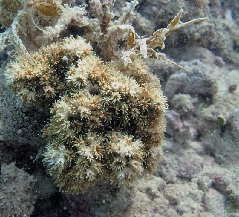 Galaxea acrhelia im Aquarium halten (Einrichtungsbeispiele für Großpolypige Steinkoralle)