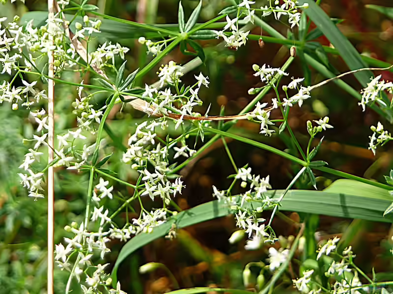 Galium album im Garten pflanzen (Einrichtungsbeispiele mit Weißes Labkraut) Galium album im Garten pflanzen (Einrichtungsbeispiele mit Weißes Labkraut)