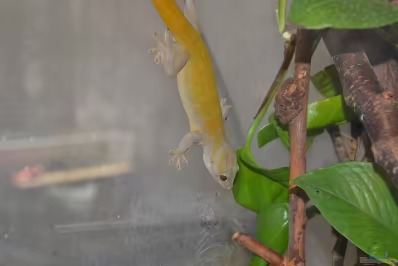 Gekko badenii im Terrarium halten (Einrichtungsbeispiele für Vietnam-Goldgecko)