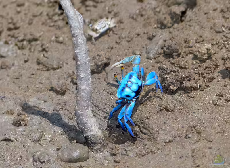 Gelasimus tetragonon im Aquaterrarium halten (Einrichtungsbeispiele für Herbsts Winkerkrabben) Gelasimus tetragonon im Aquaterrarium halten (Einrichtungsbeispiele für Herbsts Winkerkrabben)