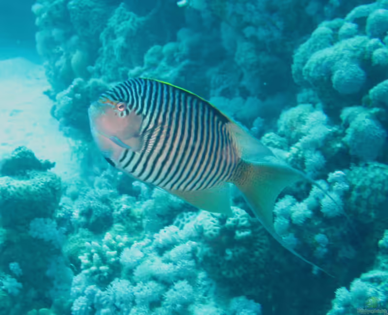 Genicanthus caudovittatus im Aquarium halten (Einrichtungsbeispiele für Indischer Zebrakaiserfisch) Genicanthus caudovittatus im Aquarium halten (Einrichtungsbeispiele für Indischer Zebrakaiserfisch)