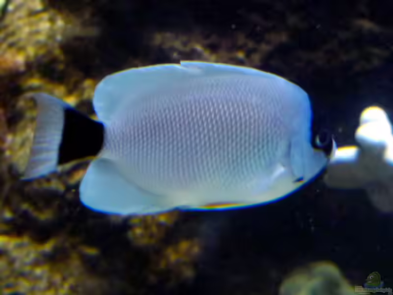 Genicanthus personatus im Aquarium halten (Einrichtungsbeispiele für Masken-Lyrakaiserfisch) Genicanthus personatus im Aquarium halten (Einrichtungsbeispiele für Masken-Lyrakaiserfisch)