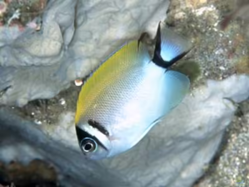 Genicanthus semifasciatus im Aquarium halten (Einrichtungsbeispiele für Japan-Lyrakaiserfisch) Genicanthus semifasciatus im Aquarium halten (Einrichtungsbeispiele für Japan-Lyrakaiserfisch)