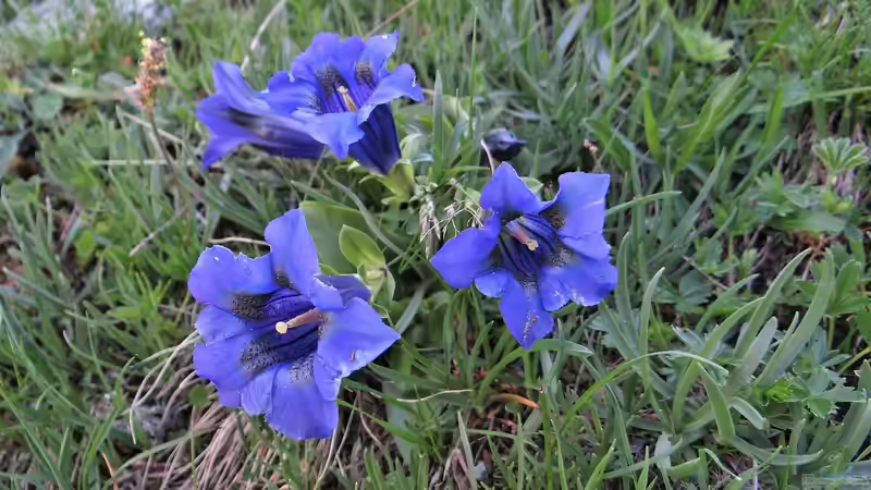 Gentiana alpina am Gartenteich pflanzen (Einrichtungsbeispiele mit Alpen-Enzian) Gentiana alpina am Gartenteich pflanzen (Einrichtungsbeispiele mit Alpen-Enzian)