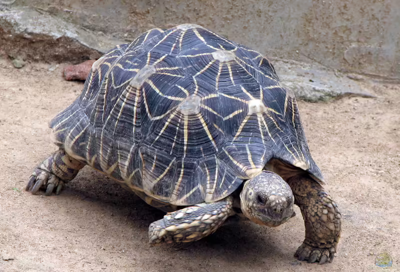 Geochelone elegans im Terrarium halten (Einrichtungsbeispiele für Indische Sternschildkröten)