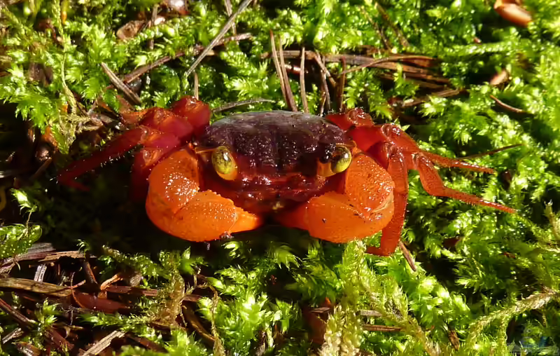 Geosesarma pontianak im Terrarium halten (Einrichtungsbeispiele für Mandarinenkrabben)