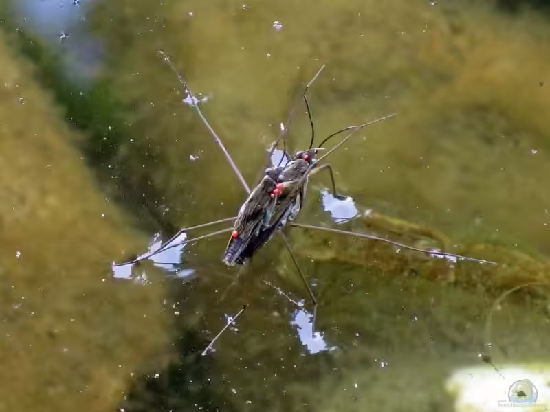 Gerris lacustris am Gartenteich halten (Einrichtungsbeispiele für Wasserläufer) Gerris lacustris am Gartenteich halten (Einrichtungsbeispiele für Wasserläufer)