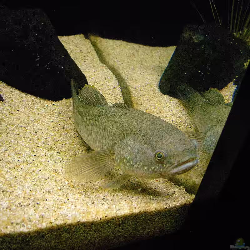 Giuris margaritacea im Aquarium halten (Einrichtungsbeispiele für Schlangenkopf-Schläfergrundel) Giuris margaritacea im Aquarium halten (Einrichtungsbeispiele für Schlangenkopf-Schläfergrundel)