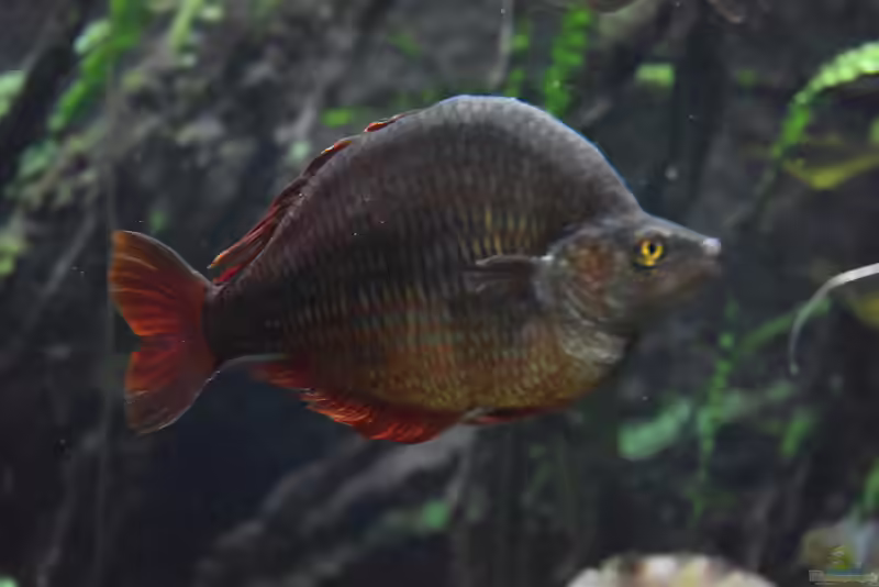 Glossolepis dorityi im Aquarium halten (Einrichtungsbeispiele für Dorityi-Regenbogenfisch) Glossolepis dorityi im Aquarium halten (Einrichtungsbeispiele für Dorityi-Regenbogenfisch)