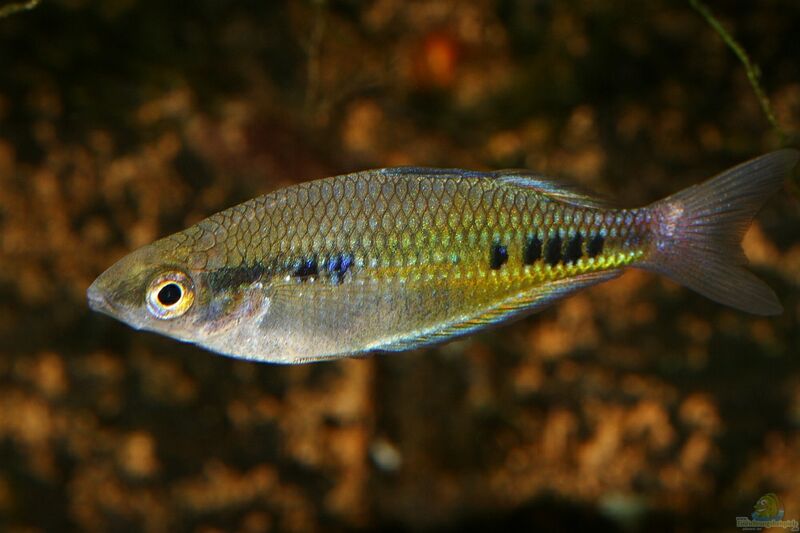 Glossolepis maculosus im Aquarium halten (Einrichtungsbeispiele für Gefleckter Regenbogenfisch)