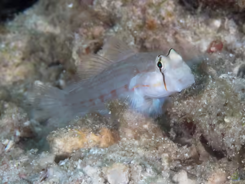 Gnatholepis anjerensis im Aquarium halten (Einrichtungsbeispiele für Augenpunkt-Grundel) Gnatholepis anjerensis im Aquarium halten (Einrichtungsbeispiele für Augenpunkt-Grundel)