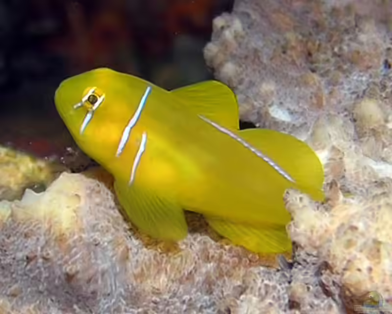 Gobiodon citrinus im Aquarium halten (Einrichtungsbeispiele für Zitronengrundel) Gobiodon citrinus im Aquarium halten (Einrichtungsbeispiele für Zitronengrundel)