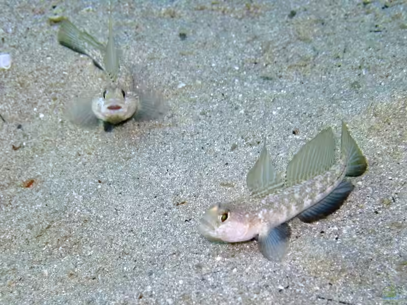 Gobius roulei im Aquarium halten (Einrichtungsbeispiele für Roules-Grundel) Gobius roulei im Aquarium halten (Einrichtungsbeispiele für Roules-Grundel)