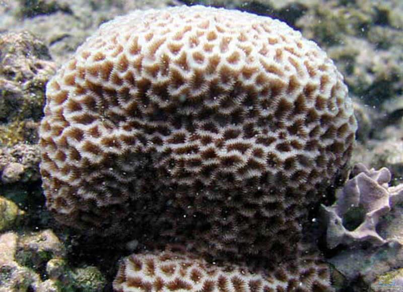 Goniastrea favulus im Aquarium halten (Einrichtungsbeispiele für Großpolypige Steinkoralle) Goniastrea favulus im Aquarium halten (Einrichtungsbeispiele für Großpolypige Steinkoralle)