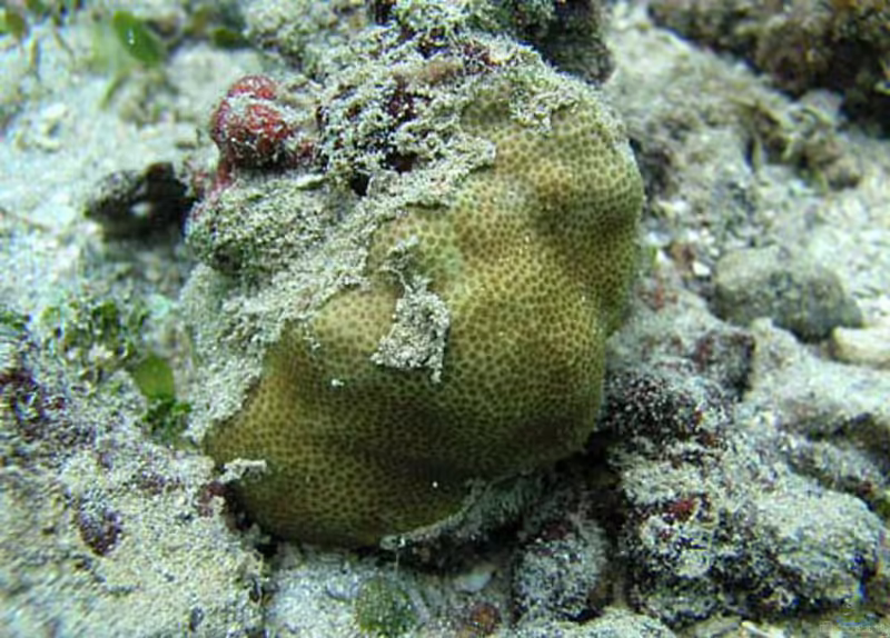 Goniastrea retiformis im Aquarium halten (Einrichtungsbeispiele für Großpolypige Steinkoralle)