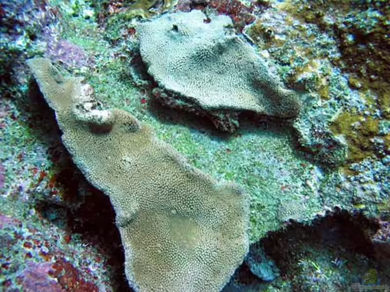 Goniopora fruticosa im Aquarium halten (Einrichtungsbeispiele für Blumentopfkoralle) Goniopora fruticosa im Aquarium halten (Einrichtungsbeispiele für Blumentopfkoralle)