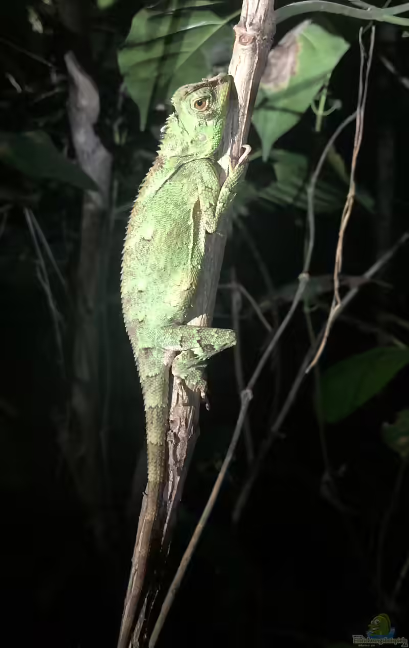 Gonocephalus kuhlii im Terrarium halten (Einrichtungsbeispiele mit Kuhls-Winkelkopfagame) Gonocephalus kuhlii im Terrarium halten (Einrichtungsbeispiele mit Kuhls-Winkelkopfagame)