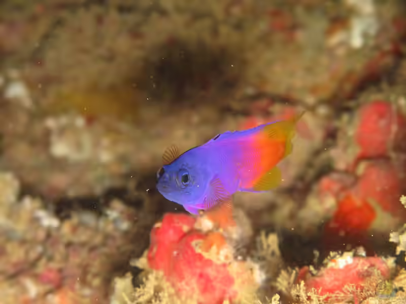 Gramma brasiliensis im Aquarium halten (Einrichtungsbeispiele für Brasilianischer Feenbarsch) Gramma brasiliensis im Aquarium halten (Einrichtungsbeispiele für Brasilianischer Feenbarsch)