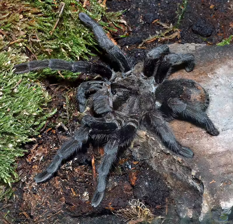 Grammostola pulchra halten (Einrichtungsbeispiele für Pulchra Vogelspinnen) Grammostola pulchra halten (Einrichtungsbeispiele für Pulchra Vogelspinnen)