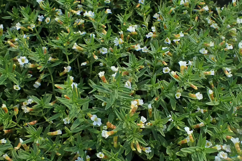 Gratiola officinalis im Gartenteich pflegen (Einrichtungsbeispiele für Gottesgnadenkraut) Gratiola officinalis im Gartenteich pflegen (Einrichtungsbeispiele für Gottesgnadenkraut)