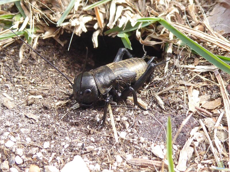 Gryllus campestris im Garten (Einrichtungsbeispiele mit Feldgrillen) Gryllus campestris im Garten (Einrichtungsbeispiele mit Feldgrillen)