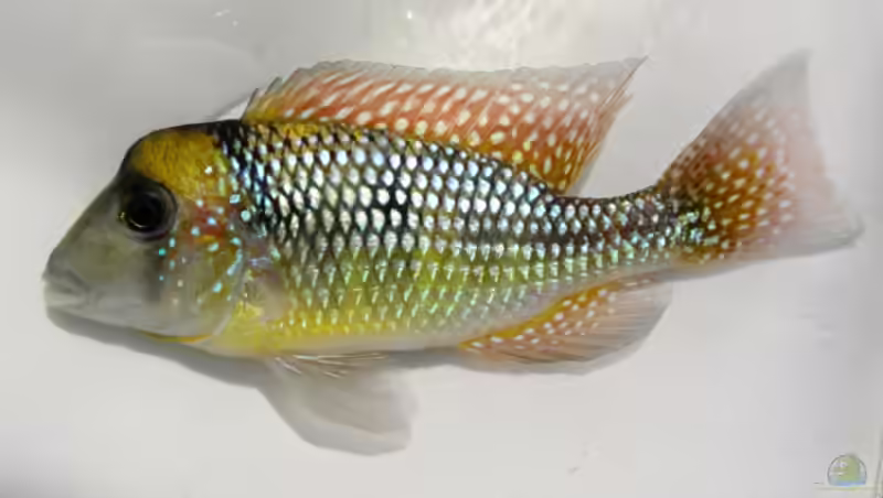 Gymnogeophagus gymnogenys im Aquarium halten (Einrichtungsbeispiele für Dunkler Erdfresser) Gymnogeophagus gymnogenys im Aquarium halten (Einrichtungsbeispiele für Dunkler Erdfresser)