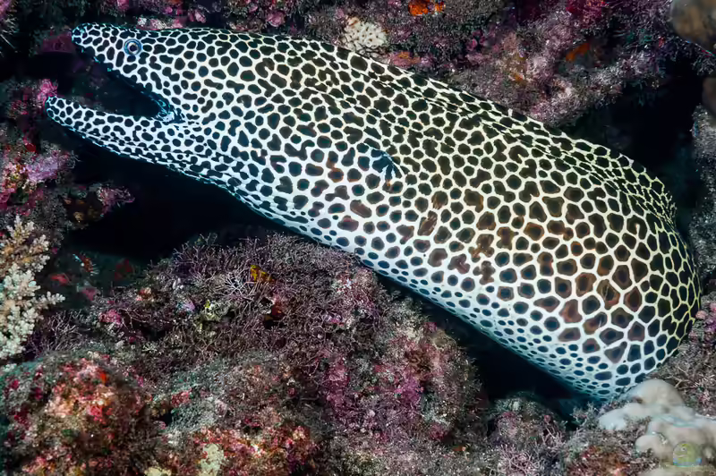 Gymnothorax favagineus im Aquarium halten (Einrichtungsbeispiele für Große Netzmuräne) Gymnothorax favagineus im Aquarium halten (Einrichtungsbeispiele für Große Netzmuräne)
