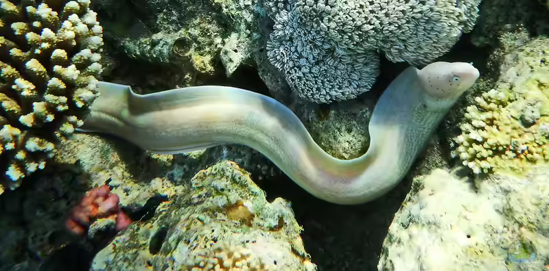Gymnothorax griseus im Aquarium halten (Einrichtungsbeispiele für Graue Muräne) Gymnothorax griseus im Aquarium halten (Einrichtungsbeispiele für Graue Muräne)