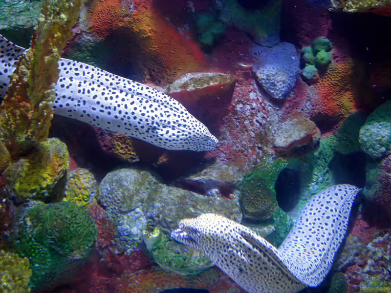 Gymnothorax isingteena im Aquarium halten (Einrichtungsbeispiele für Jaguarmuräne) Gymnothorax isingteena im Aquarium halten (Einrichtungsbeispiele für Jaguarmuräne)