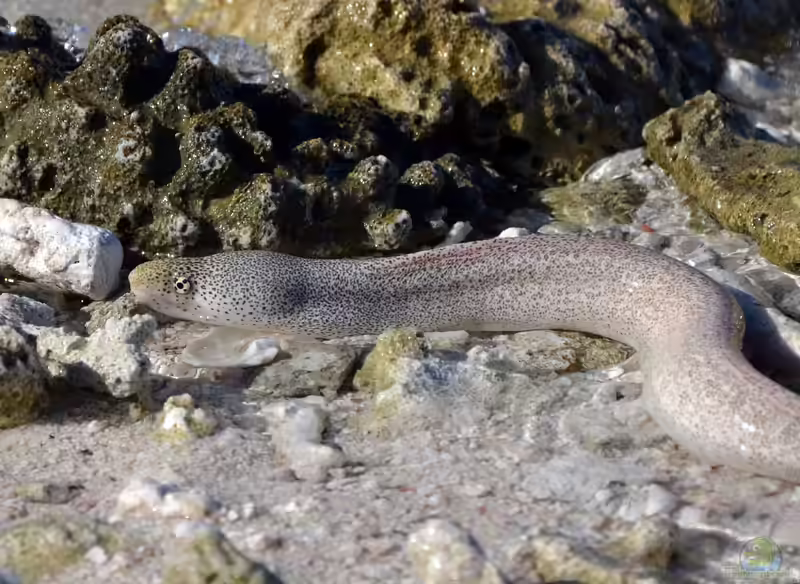 Gymnothorax pictus im Aquarium halten (Einrichtungsbeispiele für Gesprenkelte Muräne) Gymnothorax pictus im Aquarium halten (Einrichtungsbeispiele für Gesprenkelte Muräne)