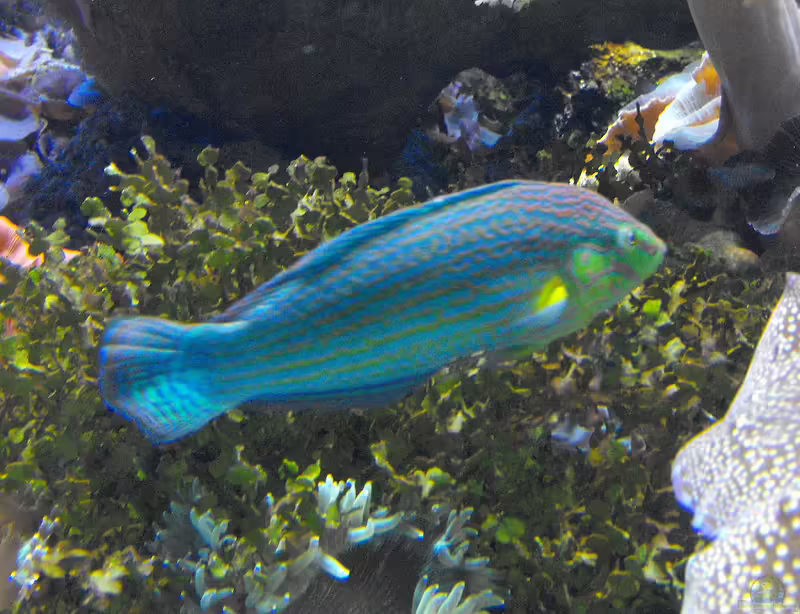 Halichoeres melanurus im Aquarium halten (Einrichtungsbeispiele für Regenbogenlippfisch) Halichoeres melanurus im Aquarium halten (Einrichtungsbeispiele für Regenbogenlippfisch)