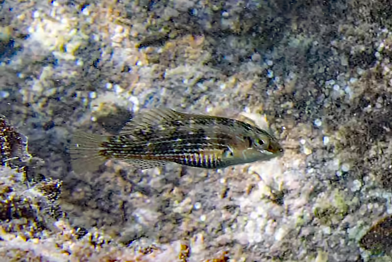 Halichoeres miniatus im Aquarium halten (Einrichtungsbeispiele für Rundwangen-Junker) Halichoeres miniatus im Aquarium halten (Einrichtungsbeispiele für Rundwangen-Junker)