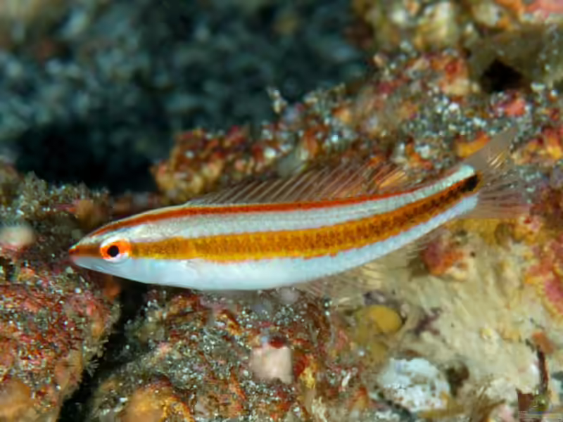 Halichoeres pelicieri im Aquarium halten (Einrichtungsbeispiele für Peliciers Junker) Halichoeres pelicieri im Aquarium halten (Einrichtungsbeispiele für Peliciers Junker)