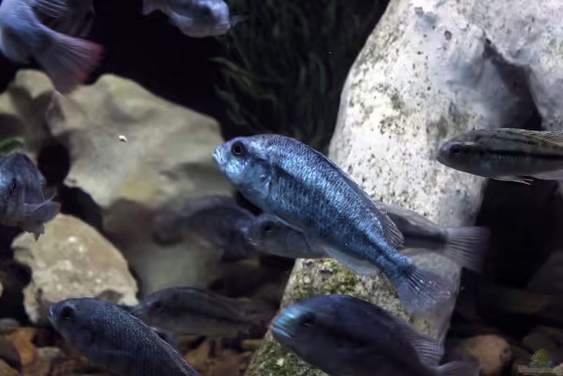Haplochromis degeni im Aquarium halten (Einrichtungsbeispiele für Haplochromis degeni) Haplochromis degeni im Aquarium halten (Einrichtungsbeispiele für Haplochromis degeni)
