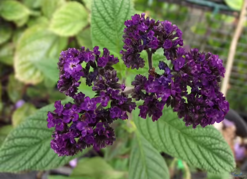 Heliotropium arborescens im Garten pflanzen (Einrichtungsbeispiele mit Vanilleblume) Heliotropium arborescens im Garten pflanzen (Einrichtungsbeispiele mit Vanilleblume)