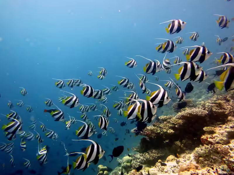 Heniochus diphreutes im Aquarium halten (Einrichtungsbeispiele für Schwarm-Wimpelfisch) Heniochus diphreutes im Aquarium halten (Einrichtungsbeispiele für Schwarm-Wimpelfisch)